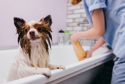 Pet Grooming and Pet Sitting Insurance in Bellevue , WA by Best Insurance Services LLC