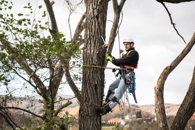 Tree Trimming Insurance in Kirkland, WA by Best Insurance Services LLC